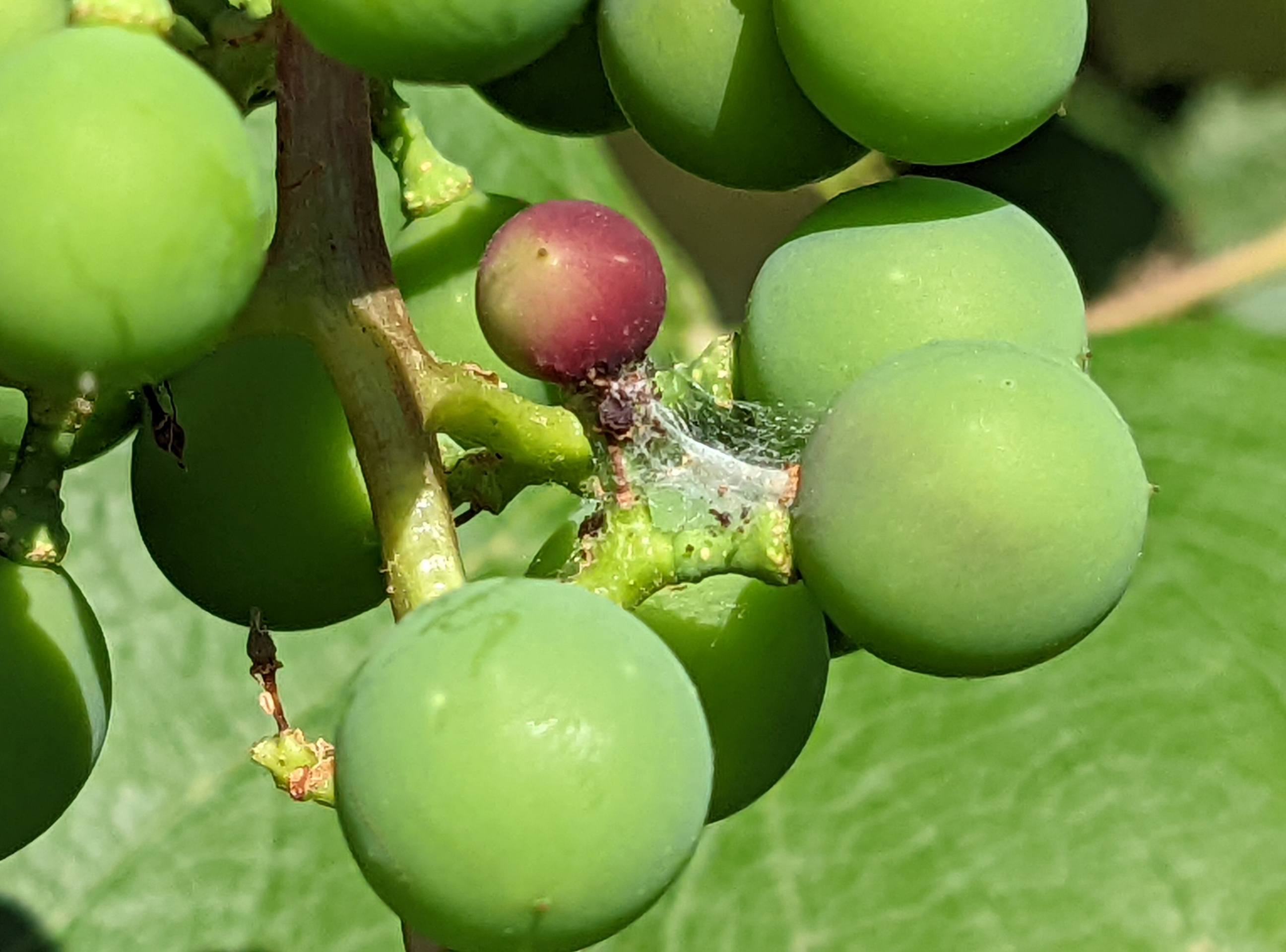 Webbing and a red grape berry.